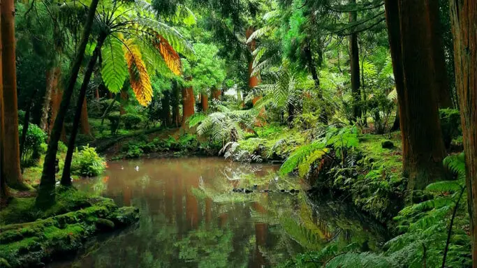 São Jorge in 1 Day from Pico: What to See, How to Go and How to Plan It